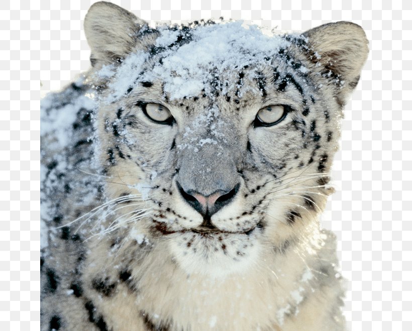 Mac Snow Leopard Software Download